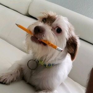 Meet your Posher, Armando